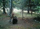 Мечки изяждат дивеча в Родопите