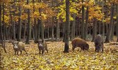 чума по дивите прасета в Литва