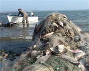 ИАРА започна масови проверки за нерегламентиран улов, продажба и превоз на риба в страната