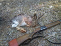 бракониери заловени с див заек